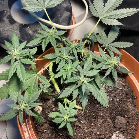 RS-0003 growlog timeline photo