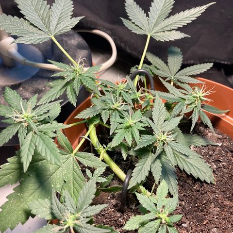 RS-0003 growlog timeline photo