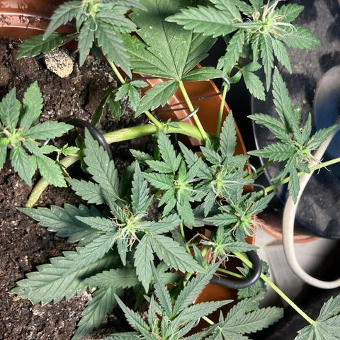 RS-0003 growlog timeline photo