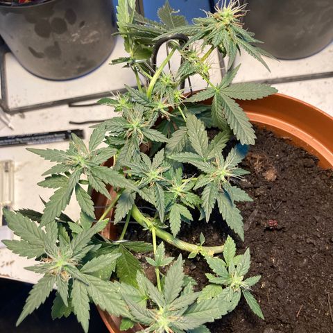 RS-0003 growlog timeline photo