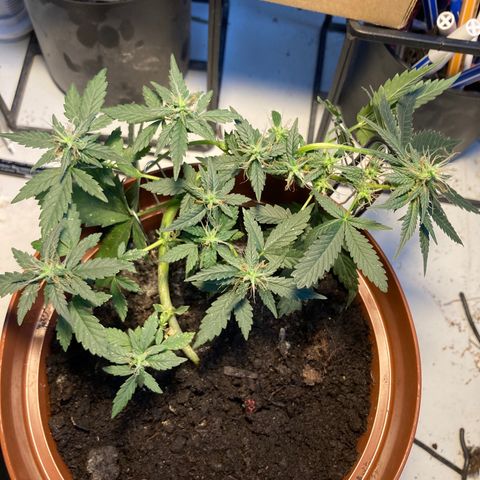 RS-0003 growlog timeline photo