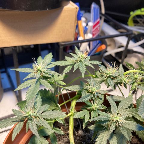 RS-0003 growlog timeline photo