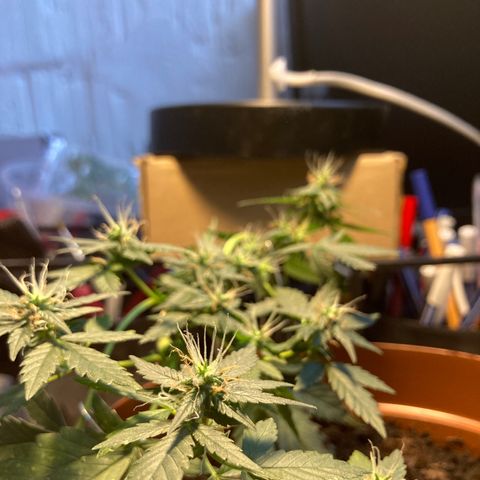 RS-0003 growlog timeline photo