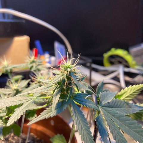 RS-0003 growlog timeline photo