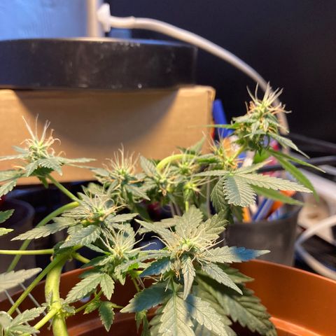 RS-0003 growlog timeline photo