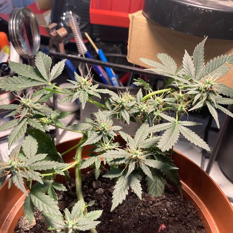 RS-0003 growlog photo: Kellemes, gyenge Pine aroma