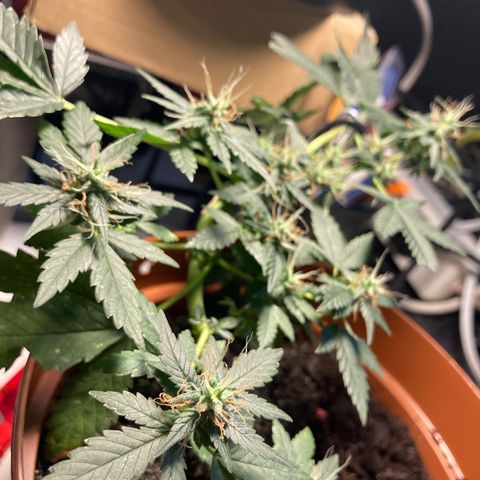 RS-0003 growlog photo: Kellemes, gyenge Pine aroma