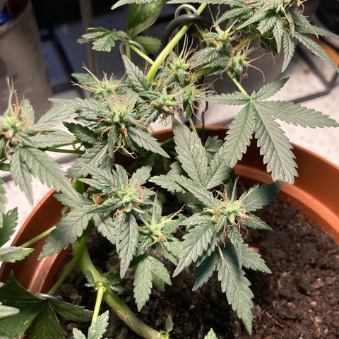 RS-0003 growlog photo: Kellemes, gyenge Pine aroma