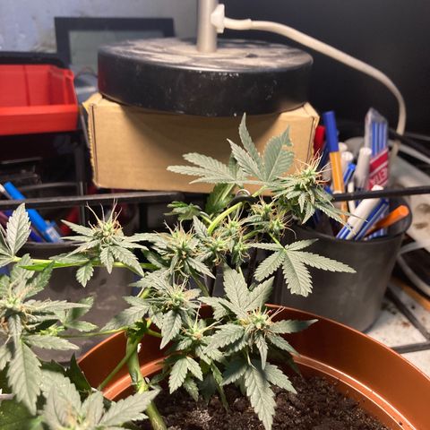 RS-0003 growlog photo: Kellemes, gyenge Pine aroma