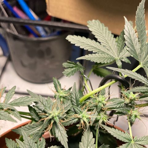 RS-0003 growlog photo: Kellemes, gyenge Pine aroma