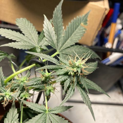 RS-0003 growlog photo: Kellemes, gyenge Pine aroma