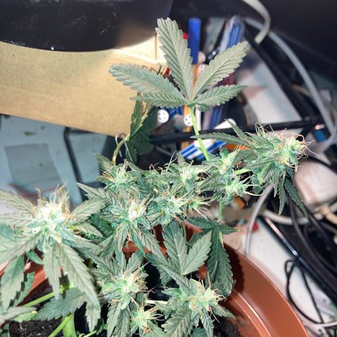 RS-0003 growlog timeline photo