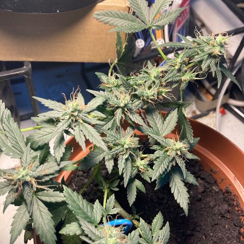 RS-0003 growlog timeline photo