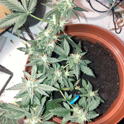 RS-0003 growlog timeline photo