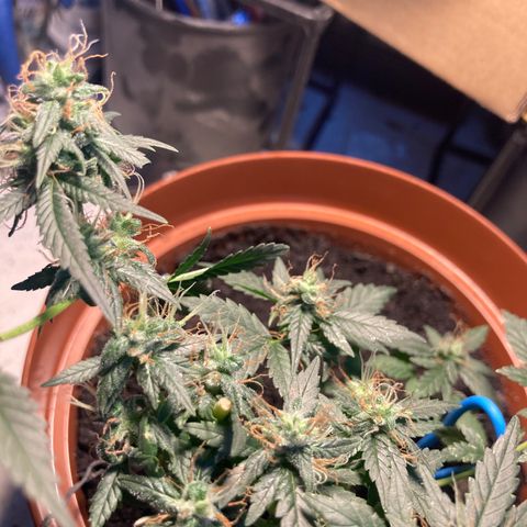 RS-0003 growlog timeline photo