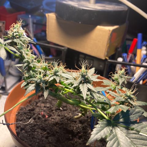 RS-0003 growlog timeline photo