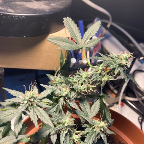 RS-0003 growlog timeline photo