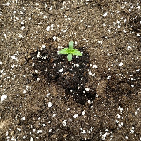 Quick One growlog timeline photo
