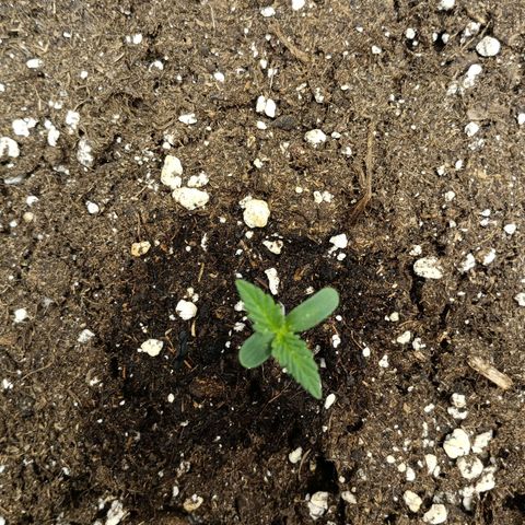 Northen light automatic RQS growlog timeline photo