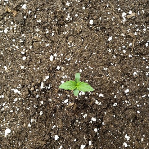 Quick One growlog timeline photo