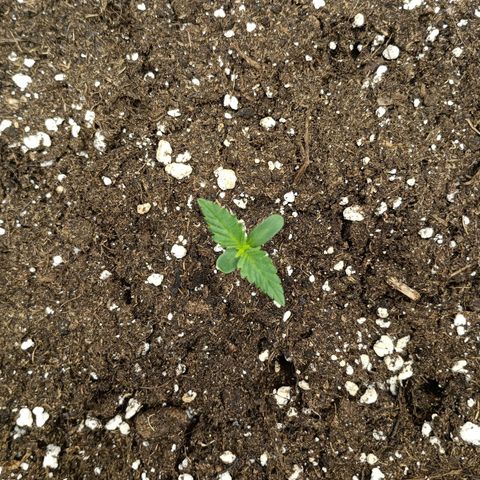 Northen light automatic RQS growlog timeline photo