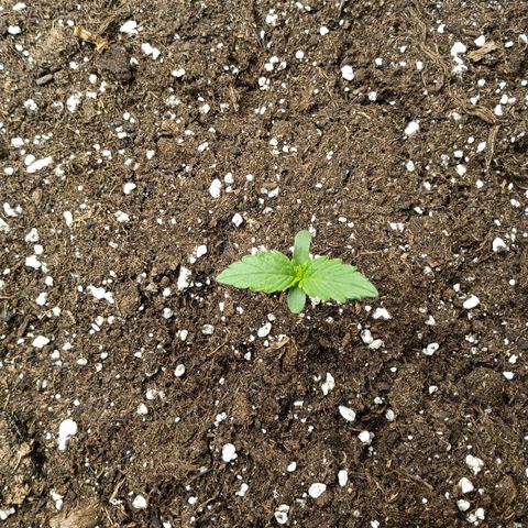 Quick One growlog timeline photo