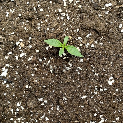 Quick One growlog timeline photo