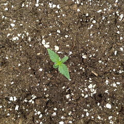 Northen light automatic RQS growlog timeline photo
