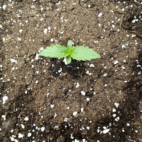 Quick One growlog timeline photo