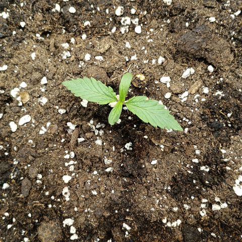 Quick One growlog timeline photo