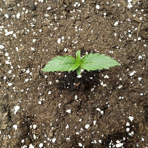 Quick One growlog timeline photo
