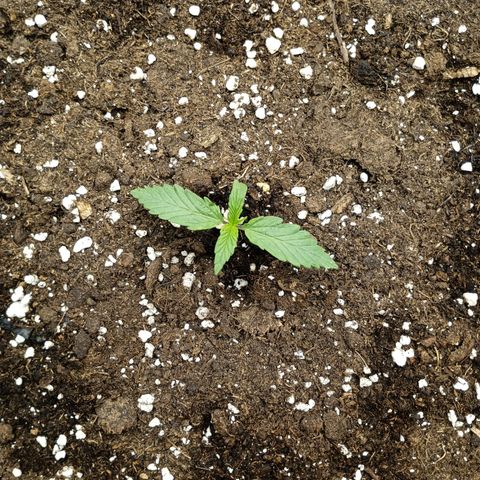 Quick One growlog timeline photo