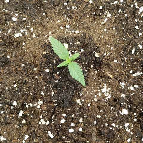 Northen light automatic RQS growlog timeline photo