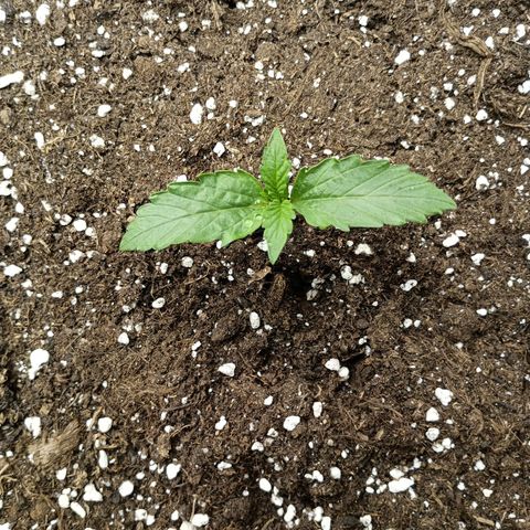 Quick One growlog timeline photo