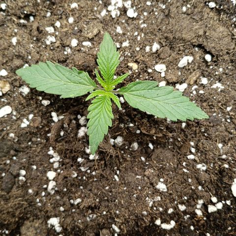 Quick One growlog timeline photo