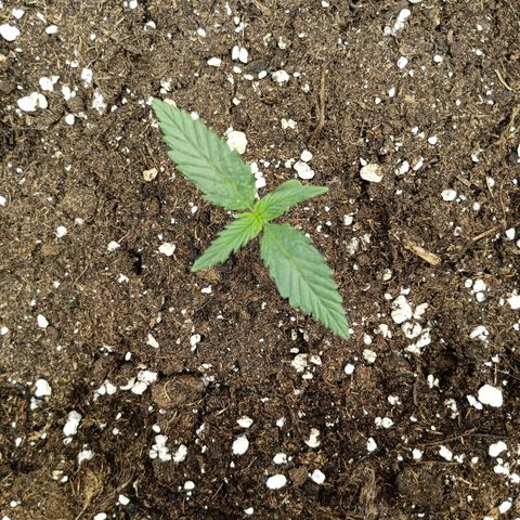 Northen light automatic RQS growlog timeline photo