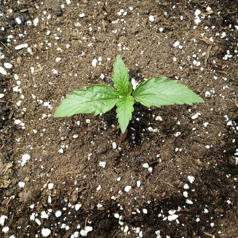 Quick One growlog timeline photo
