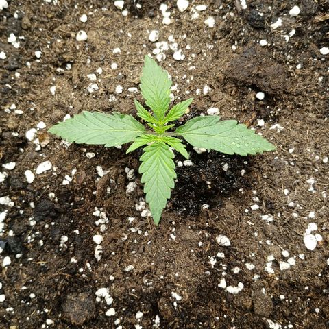 Quick One growlog timeline photo