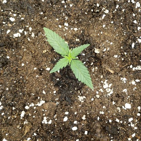 Northen light automatic RQS growlog timeline photo