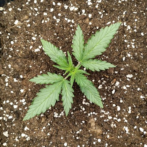 Northen light automatic RQS growlog timeline photo