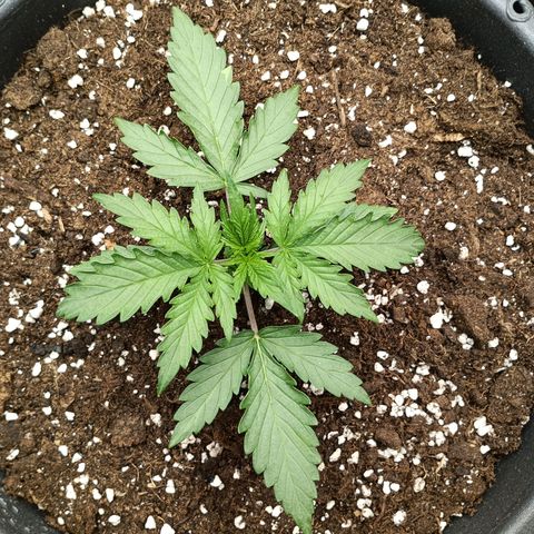Quick One growlog timeline photo