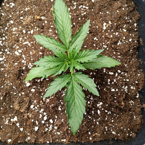 Quick One growlog timeline photo