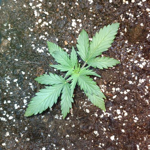 Northen light automatic RQS growlog timeline photo