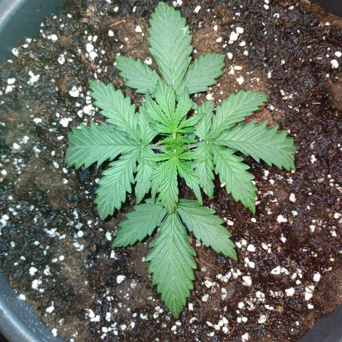 Quick One growlog timeline photo