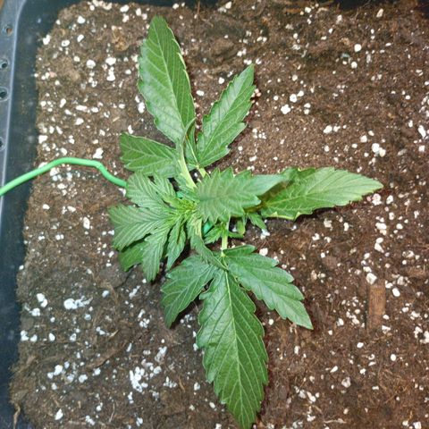 Quick One growlog timeline photo