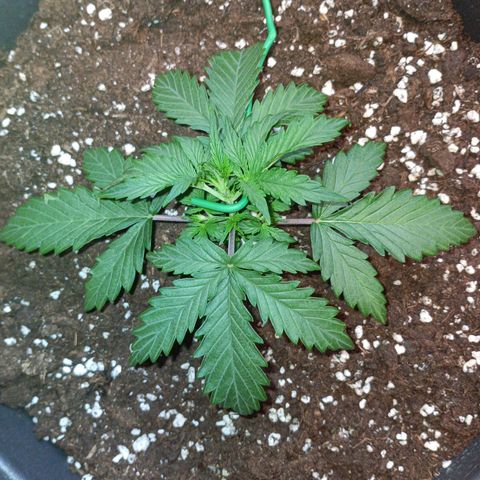 Quick One growlog timeline photo