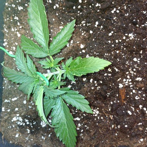 Quick One growlog timeline photo