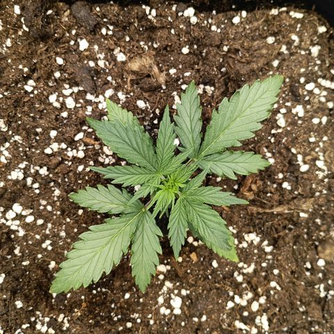 Northen light automatic RQS growlog timeline photo