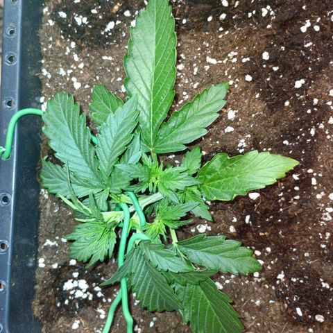 Quick One growlog timeline photo