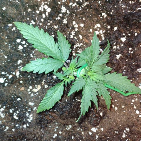 Northen light automatic RQS growlog timeline photo